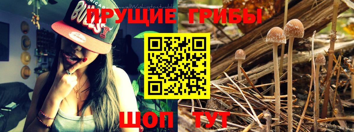Конопля Богданович